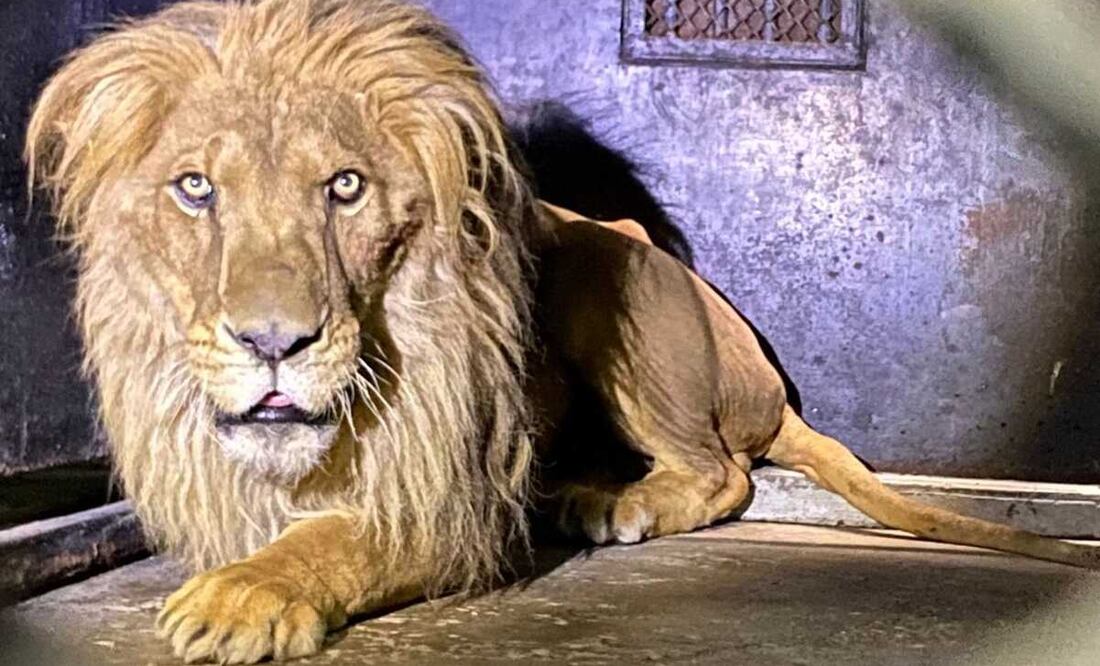 Los leones, leonas, tigresa y primates, fueron alimentados y se les estará proporcionando su dieta dividida en dos porciones al día. Foto: Especial