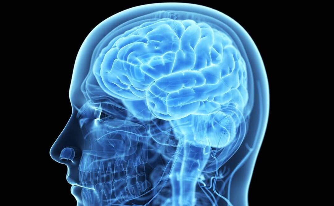 Alzheimer, tumores cerebrales, esquizofrenia, infartos cerebrales, epilepsia y demencia son algunas enfermedades que podrán ser tratados con mayor efectividad. (FOTO: Archivo EL UNIVERSAL)