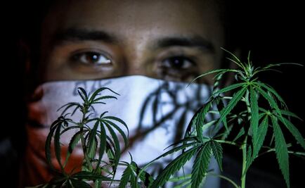 Habrá reforma legal para uso medicinal de la marihuana: AMLO