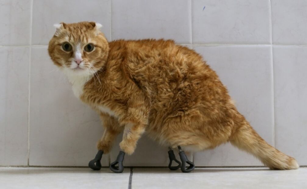 Rescatan gatos congelados en Rusia y les ponen patas de titanio