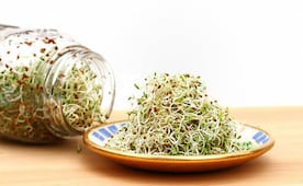 Brote de intoxicación por germinado de alfalfa afecta a 15 estados de EU; autoridades detectan salmonela y E. coli