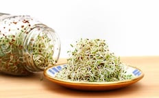 Brote de intoxicación por germinado de alfalfa afecta a 15 estados de EU; autoridades detectan salmonela y E. coli