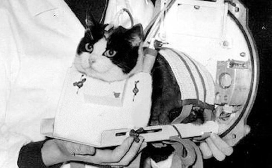 El único gato que fue al espacio tendrá una estatua en París