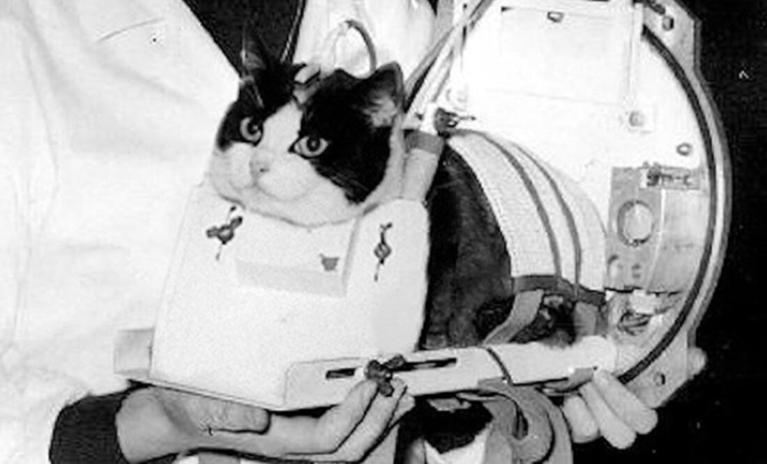 El único gato que fue al espacio tendrá una estatua en París