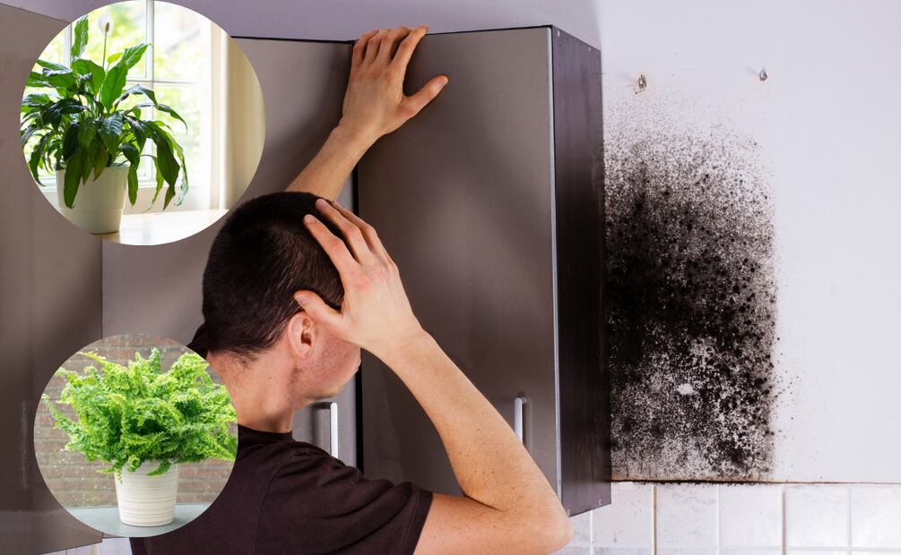 5 plantas que te ayudaran con este problema.
Foto: Pixabay