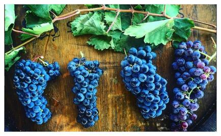 ¿Sabías que las uvas también se catan?