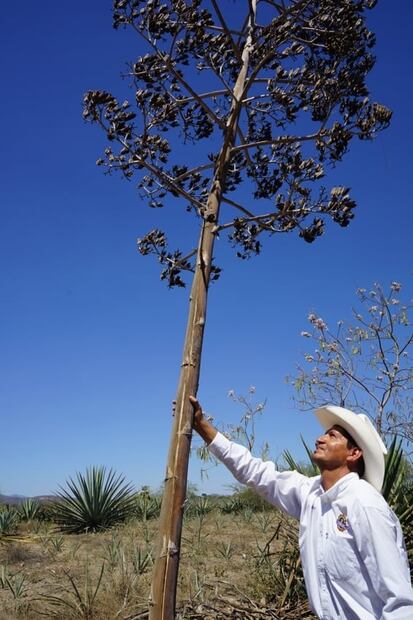 Descubre el mezcal que se elabora en Zapotitlán, Jalisco