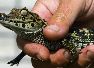 Mujer "escondió" un caimán dentro de sus pantalones en Florida