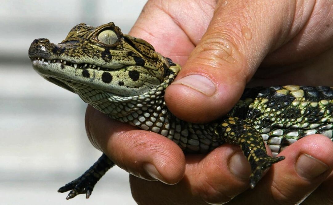 Foto: Archivo EL UNIVERSAL