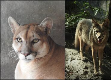 Un puma y dos coyotes, nuevos habitantes del zoológico de Tuxtla Gutiérrez, Chiapas