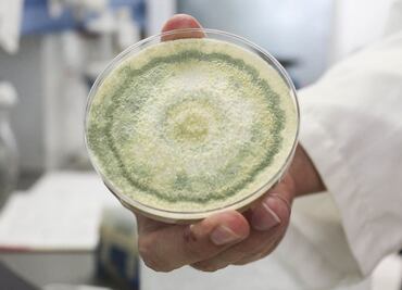 Enfermedades por hongos, amenaza en todo el mundo