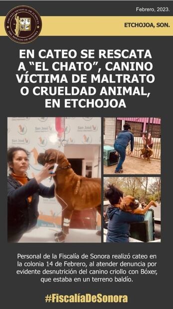 Rescatan a "El Chato", canino víctima de crueldad animal en Sonora