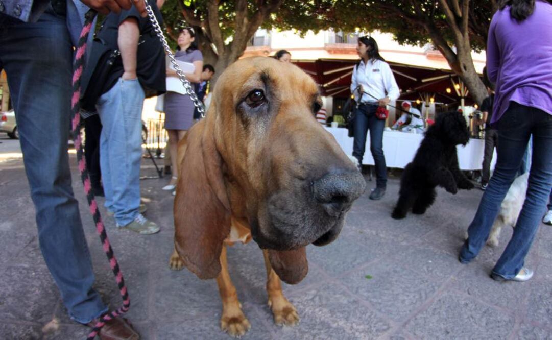 Las multas podrían ir de los 20 mil a 60 mil pesos (Foto: Archivo)