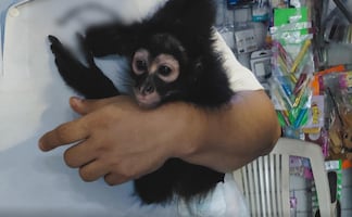 Rescatan a mono araña que era mascota de una iglesia en Colima; Profepa pide denunciar tenencia ilegal de especie