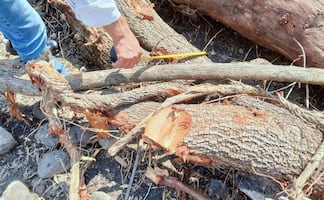 Profepa clausura predio en Morelos por derribo de 52 árboles de especies nativas; zona sería usada para cultivar agave