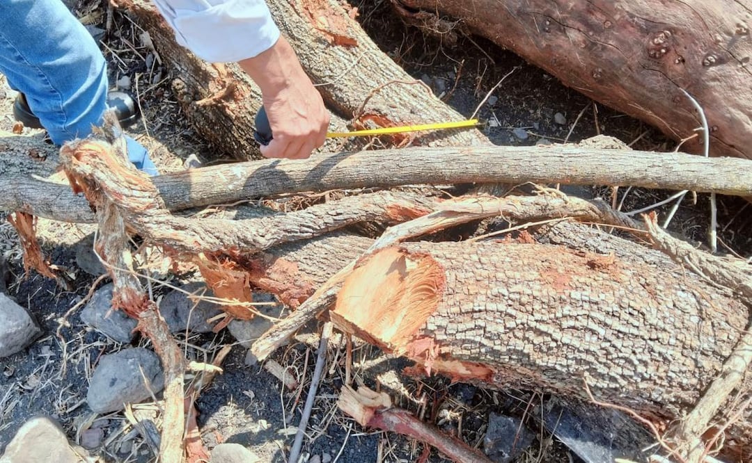 Profepa clausura predio en Morelos por derribo de 52 árboles de especies nativas (04/04/2026). Foto: Especial