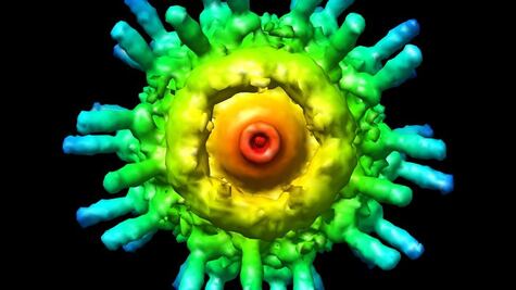 ¿Qué es la "blobología" y qué detalles desconocidos revela sobre nuestro cuerpo?