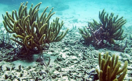 Evalúan impacto ambiental tras derrame de buque en Veracruz