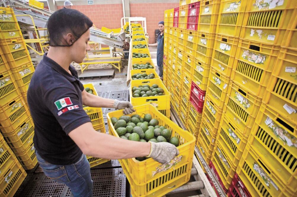 La mejor temporada para los envíos de aguacate mexicano a Estados Unidos es en el Super Bowl. Este año se mandaron 121 mil 908 toneladas. (ARCHIVO EL UNIVERSAL)