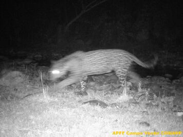 Captan un jaguar en Área Natural Protegida de Chihuahua