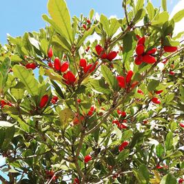 Esta milagrosa baya confundirá tus papilas gustativas 