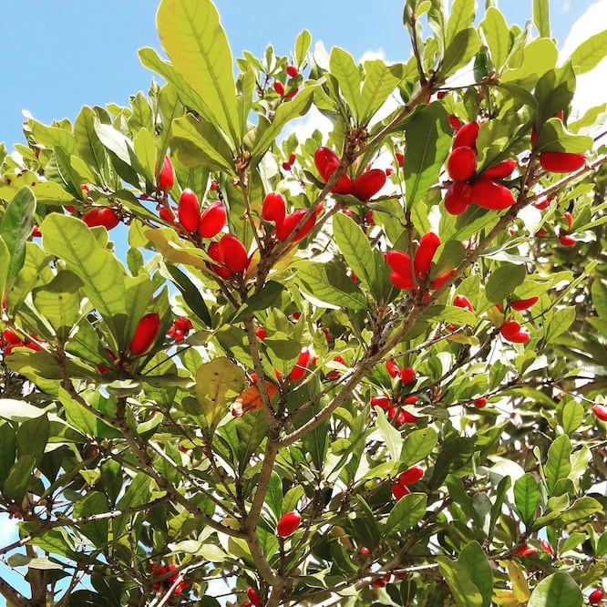 Foto: Instagram @fruitandspicepark