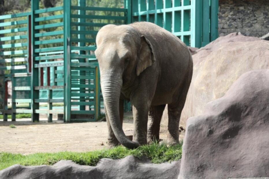 Elefante Big Boy tendrá a elefanta Bireki por compañera, tras vivir en el zoológico de Zacango