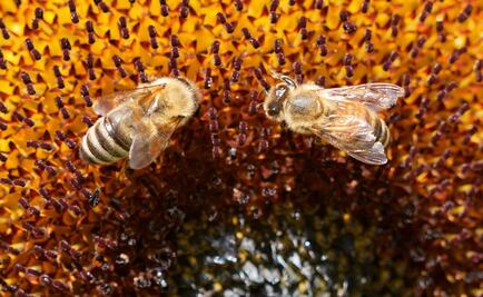 Deja un fallecido nuevo ataque de abejas en Sinaloa