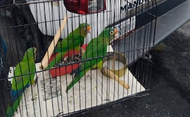 Profepa asegura tres pericos atoleros y 28 pieles y partes de fauna silvestre en tianguis de Hidalgo; hay un detenido