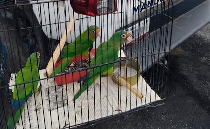 Profepa asegura tres pericos atoleros y 28 pieles y partes de fauna silvestre en tianguis de Hidalgo; hay un detenido