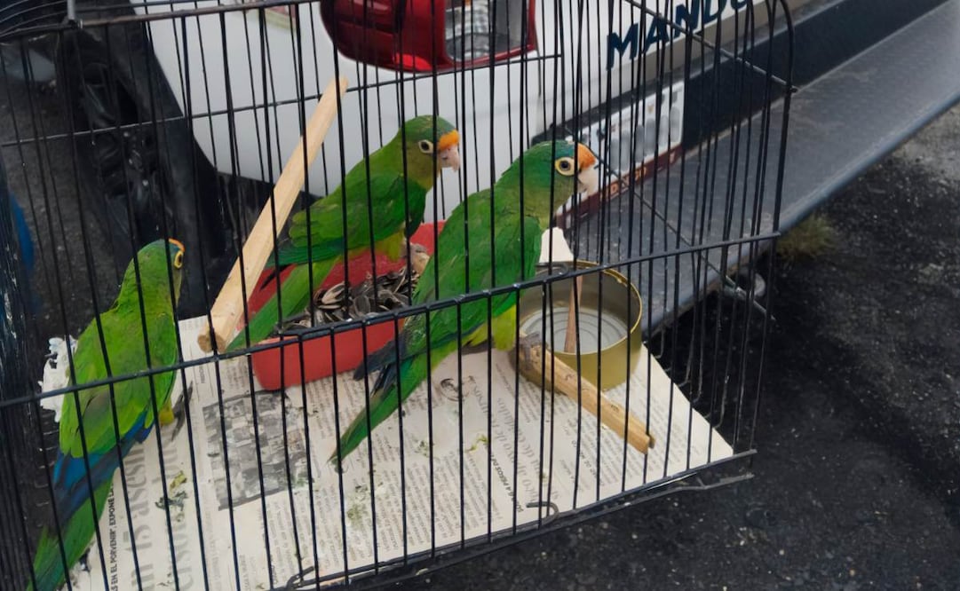 En Hidalgo, Profepa aseguró tres pericos atoleros y 28 productos derivados de vida silvestre. Foto: Especial