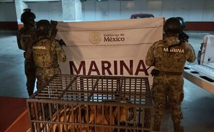 Cae sujeto extranjero por posesión de un tigre “Phantera Tigris” en Puerto Vallarta; ejemplar tiene aproximadamente un año