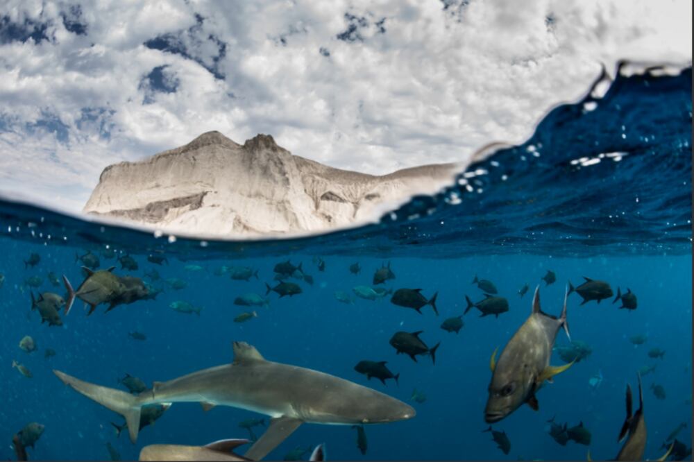 Tiburones y peces nadan en aguas cristalinas frente a la isla San Benedicto, en el archipiélago de Revillagigedo, México. Esta región es considerada una de las joyas marinas del país por su biodiversidad única. Imagen: Enric Sala / National Geographic Pristine Seas.