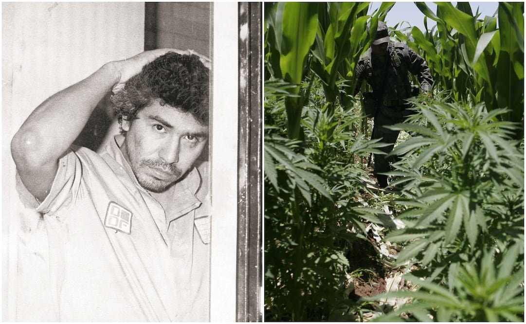 Caro Quintero y cómo "creó" la mariguana sin semilla