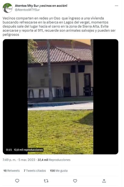 ¡Quién fuera oso! Captan a uno refrescándose en alberca de casa en Monterrey: VIDEO 