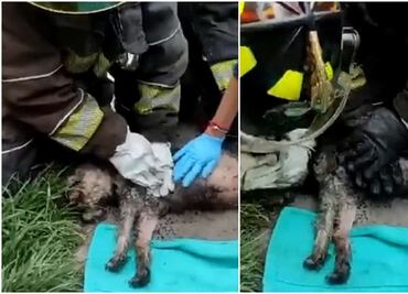 Bomberos reaniman a perrito intoxicado tras incendio en departamento de Iztapalapa