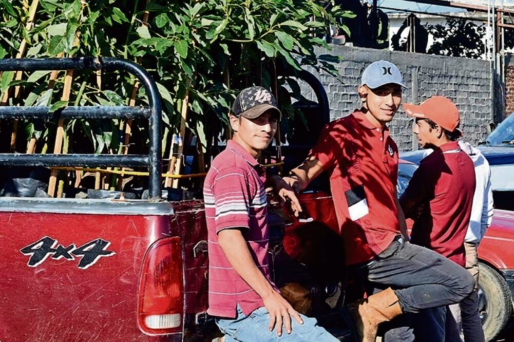 Los productores piden que se les permita cortar su fruta y que se les pague un precio justo (CORTESÍA)