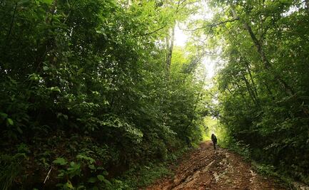 Bosques tropicales emitirían más CO2 del que absorben