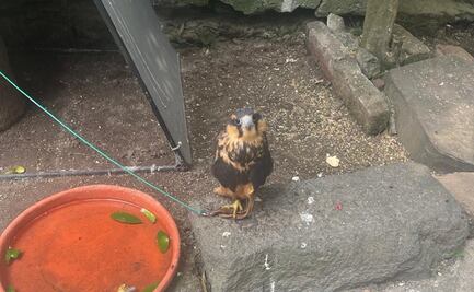 Desde halcones hasta cocodrilos: aseguran animales exóticos que ofertaban en redes sociales de Veracruz