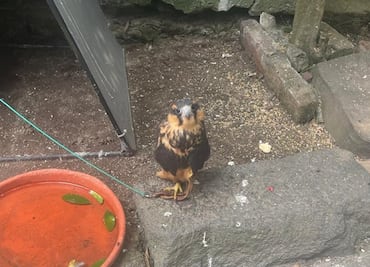 Desde halcones hasta cocodrilos: aseguran animales exóticos que ofertaban en redes sociales de Veracruz