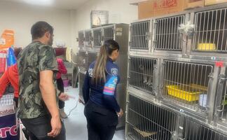 Gato golpeado en mercado de Ecatepec aparece con vida; autoridades lo resguardan y buscan al agresor