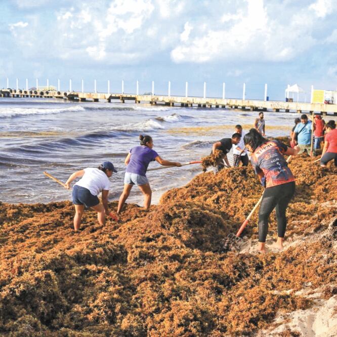 La violación a las normas emitidas por Semarnat para el manejo del sargazo es lo que daña a las tortugas, dicen expertos. ELIZABETH RUIZ. CUARTOSCURO