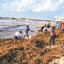 Descartan muerte de tortugas por sargazo