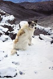 Citla: el guardián de las nieves del Pico de Orizaba