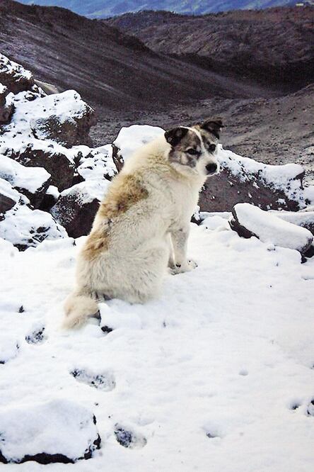 El animal, que soporta temperaturas de hasta menos 20 grados centígrados, custodia a los excursionistas en su descenso y los deja a 4 mil metros sobre el nivel del mar (OMAR CONTRERAS. EL UNIVERSAL)