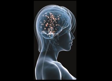 Identifican 40 nuevos genes relacionados con la inteligencia