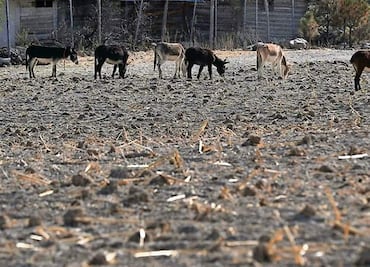 Cae producción de cereales en México, alerta la FAO