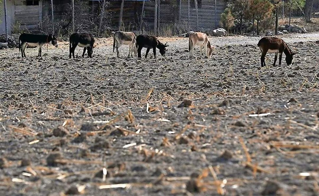 Un campo agrícola afectado por la sequía, en la sierra de Chihuahua en 2024. Foto: EFE