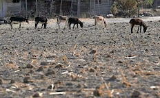 Uruguay declara emergencia agropecuaria por sequía; activa apoyos para miles de productores