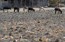 Cae producción de cereales en México, alerta la FAO